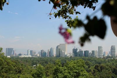 Trees and cityscape against sky