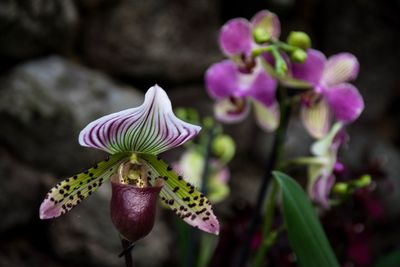 Close-up of flowers blooming outdoors