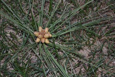 Close-up of plant growing on field