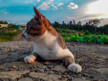 View of a cat looking away