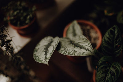 Close-up of leaves in potted plant