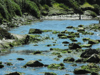 River flowing through forest