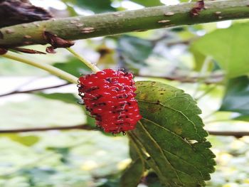 Close-up of red leaf