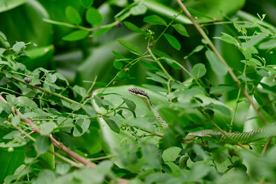 Green snake on tree branch