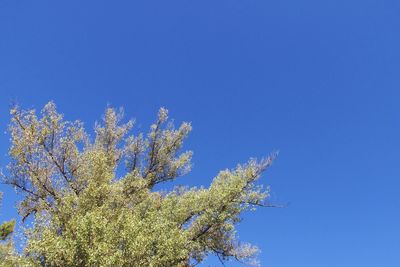 Low angle view of flowering plant against blue sky