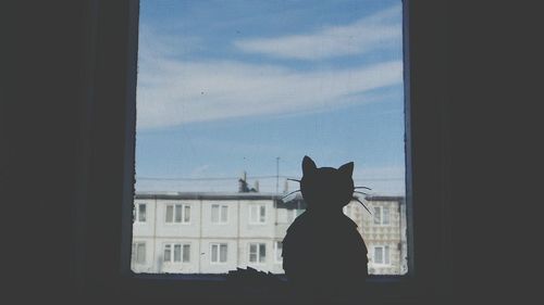 Silhouette of cat on window