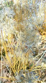 Close-up of dried plant growing on field