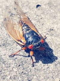 High angle view of insect on land