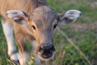 Portrait of cow on field