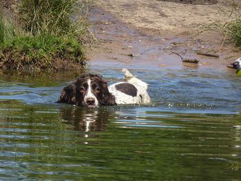 Portrait of dog swimming in lake