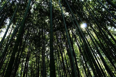 Low angle view of bamboo trees in forest