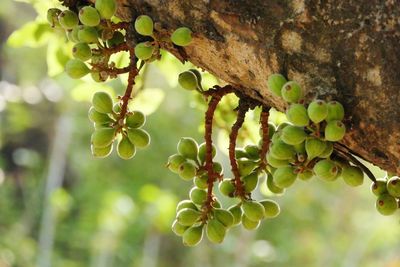 Close-up of berries growing on tree