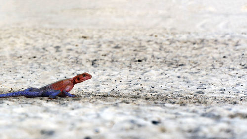 Close-up of lizard on rock