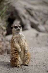 meerkat