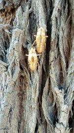 Close-up of tortoise hanging on tree trunk