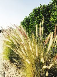 Close-up of plant against sky