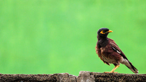 Close-up of bird perching on rock