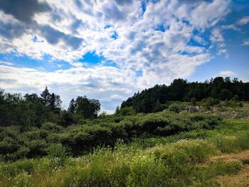 Trees on field against sky