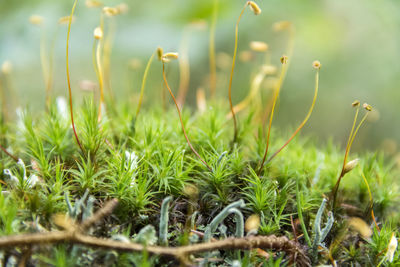 Close-up of grass on field