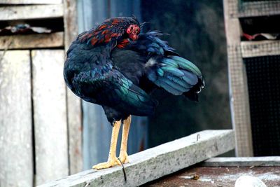 Close-up of parrot perching on wall