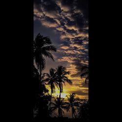 Silhouette of trees at sunset