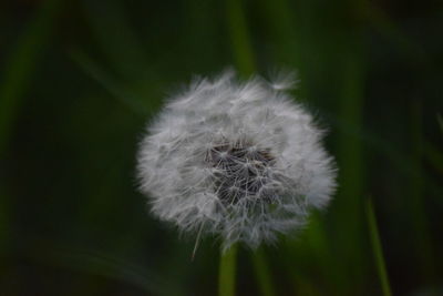 Close-up of dandelion flower