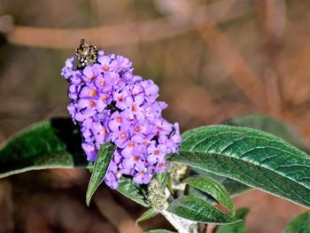 Close-up of insect on purple flower