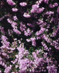 Close-up of pink flowers