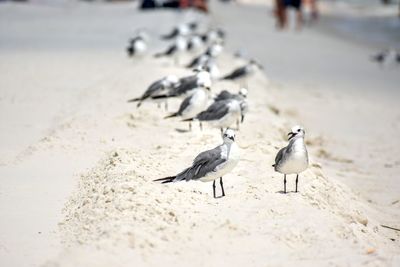 Seagulls on beach