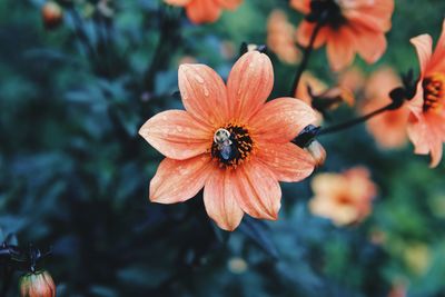 Close-up of insect on flower