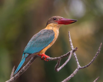 Close-up of kingfisher perching on branch