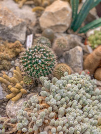 High angle view of succulent plant on rock