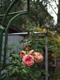 Close-up of roses blooming outdoors