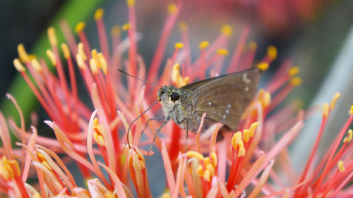 Close-up of butterfly pollinating on flower