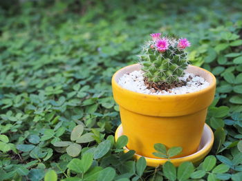 Close-up of yellow potted plant