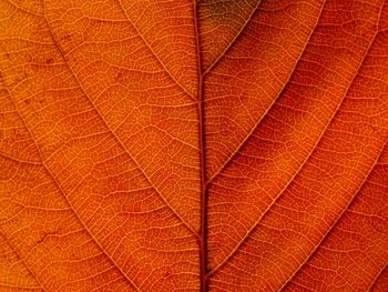 Close-up of red leaf against black background