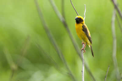 Close-up of bird perching on yellow leaf