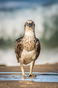 Portrait of owl perching on shore