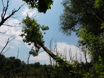 Trees in forest