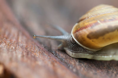 Close-up of snail