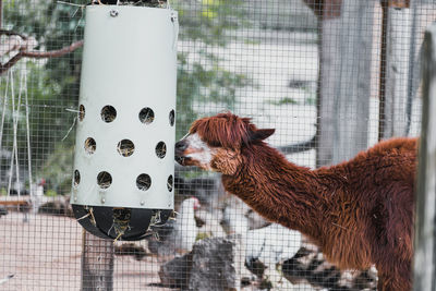 Close-up of a alpaca eating