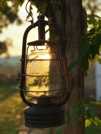 Close-up of lantern hanging on tree