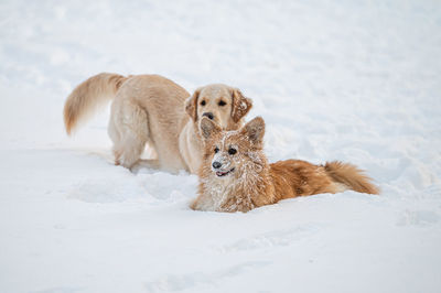 Golden retriever and welsh corgi play in the white snow on a cold winter day