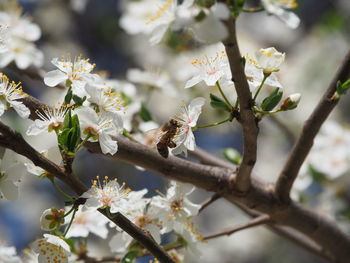 Low angle view of cherry blossoms in spring