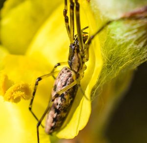 Close-up of bee pollinating on flower