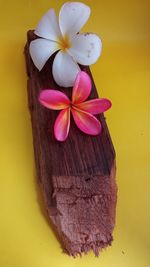 Close-up of pink flower against yellow background