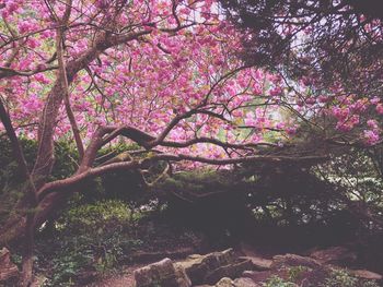 Pink flowers on tree