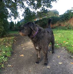 Dog on dirt road