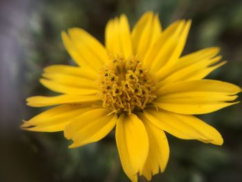 Close-up of yellow flower