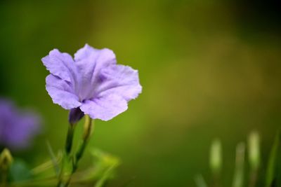 Close-up of purple flowering plant